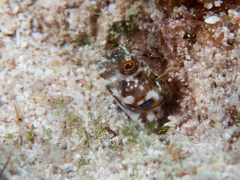 Emblemaria pandionis