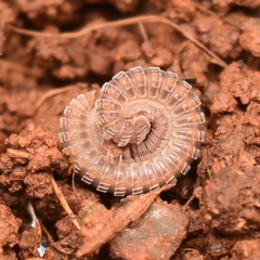 Striariinae