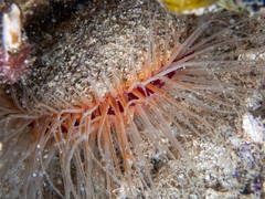 Ctenoides scaber