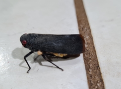 Acraephia perspicillata