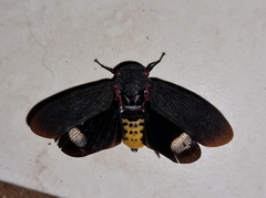 Acraephia perspicillata