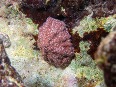 Hemitoma octoradiata
