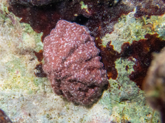 Hemitoma octoradiata