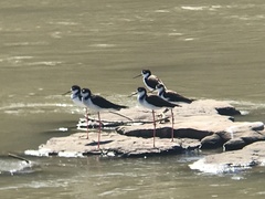 Himantopus mexicanus