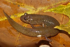 Desmognathus welteri