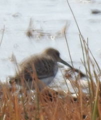 Calidris falcinellus