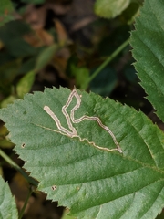 Stigmella villosella