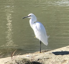 Egretta thula