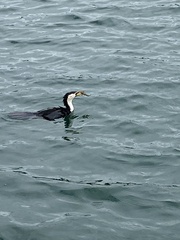 Microcarbo melanoleucos