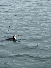 Microcarbo melanoleucos