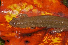 Desmognathus welteri