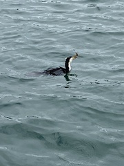 Microcarbo melanoleucos