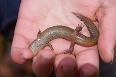Desmognathus welteri