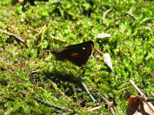 Caenides Skipperling