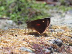 Dalla caenides