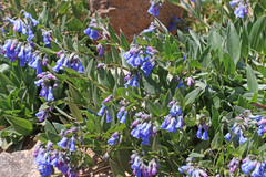 Mertensia viridis