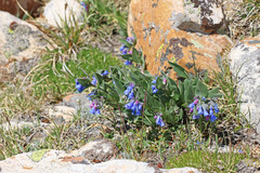 Mertensia viridis