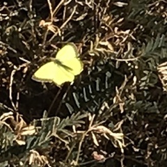Colias harfordii