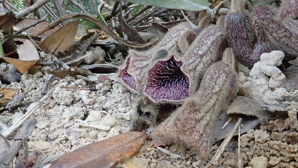 Seaside Dutchman's Pipe