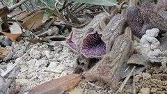 Aristolochia thwaitesii
