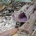 Seaside Dutchman's Pipe - Photo (c) Mathew Wan, some rights reserved (CC BY-NC), uploaded by Mathew Wan