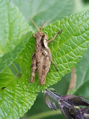 Ronderosia bergii
