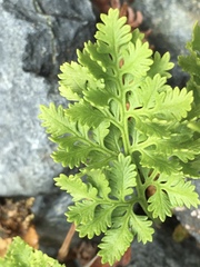 Cryptogramma acrostichoides