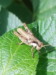 Ronderosia bergii