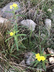 Lithospermum mirabile