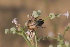 Anisoplia deserticola