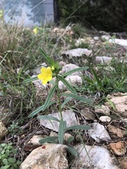 Lithospermum mirabile