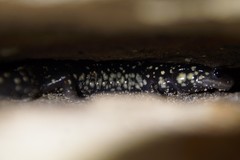 Plethodon glutinosus