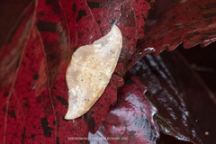 Strepsigonia quadripunctata