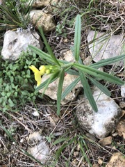 Lithospermum mirabile