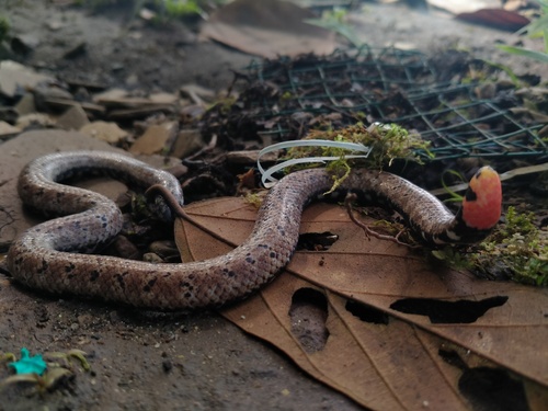 Island Pipe Snake