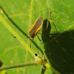 Plapigus circumcinctus