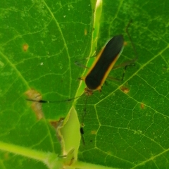 Plapigus circumcinctus