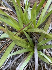 Pityopsis oligantha