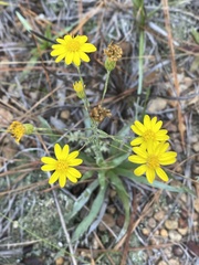 Pityopsis oligantha