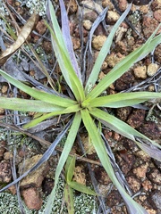 Pityopsis oligantha