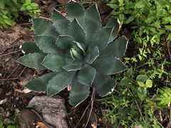 Agave guadalajarana