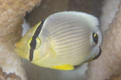 Oval Butterflyfish photo 3