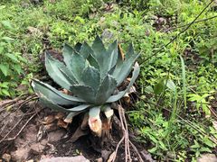 Agave guadalajarana