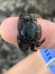 Petrolisthes cabrilloi