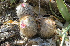 Mammillaria dixanthocentron