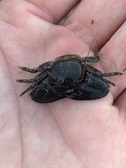 Petrolisthes cabrilloi