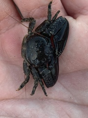 Petrolisthes cabrilloi