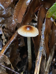 Lepiota castanea