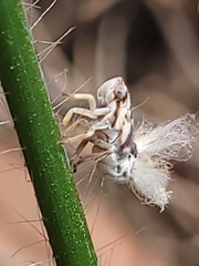 Scolypopa australis
