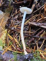 Lepiota castanea